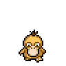 Psyduck